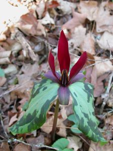 Trillium